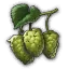 Hopfen